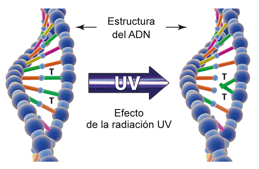 La desinfección ultravioleta es el método más eficaz contra virus